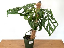 Big exact monstera for sale  Winter Park