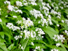 wild garlic bulbs for sale wild garlic bulbs for sale ST. AUSTELL