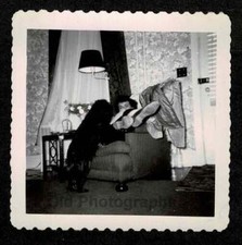 1951 CADEIRA DE SALA DE ESTAR MULHER CACHORRO ESPREITANDO SOBRE OS PÉS FOTO ANTIGA/VINTAGE - N981 comprar usado 1951 CADEIRA DE SALA DE ESTAR MULHER CACHORRO ESPREITANDO SOBRE OS PÉS FOTO ANTIGA/VINTAGE - N981 comprar usado  Enviando para Brazil