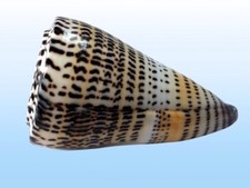 Conidae conus litteratus usato  Roma