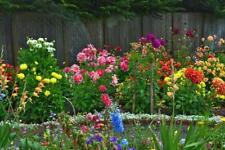 Wildflower summer cut for sale  RICHMOND