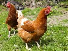 188 chicken keeping for sale  NEWCASTLE UPON TYNE