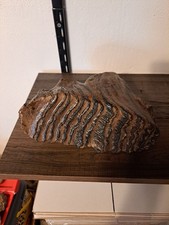 Woolly mammoth fossilized for sale  Denver