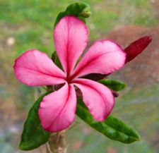 Pachypodium succulentum usato  Italia