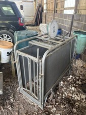 Sheep weigh crate for sale  DORCHESTER
