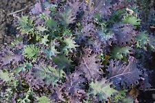 seed kale russian red for sale seed kale russian red for sale Deltona