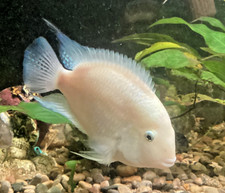 White convict cichlid for sale  Rhodes