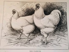 Antique poultry print for sale  TELFORD