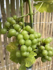 Grape sylvaner 90cm for sale  SOUTHAMPTON