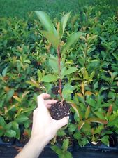 Photinia fotinia fraseri usato  Valmacca