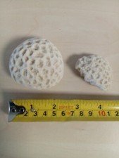 Brain coral specimens for sale  ASHFORD