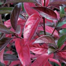 Viburnum hilleri bois gebraucht kaufen  Eslohe (Sauerland)