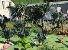 Yucca gloriosa yucca d'occasion  Le Lude