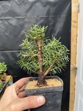 Yew pre bonsai for sale  Wallkill