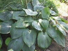 plant back yard for sale plant back yard for sale Lenox