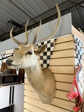 Taxidermy sika sambar for sale  Menifee