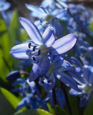 Scilla siberica siberian for sale  MELTON MOWBRAY