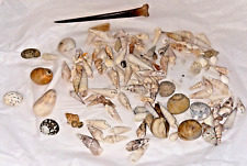 Sea shells natural for sale  Dixon