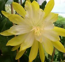 Epiphyllum golden octopus d'occasion  Villemandeur