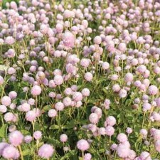 200 frosty pink for sale  Springfield
