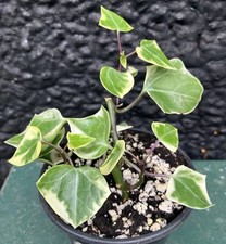 Senecio macroglossus variegate for sale  FAKENHAM