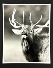 1980s male bull for sale  Chattanooga