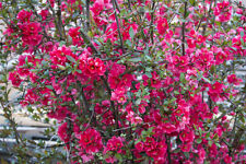 Samen garten samen gebraucht kaufen  Calw