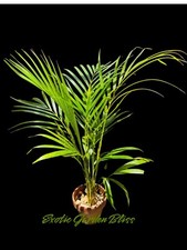 Big areca palm for sale  San Juan