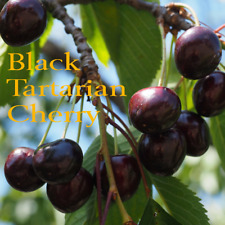 Black tartarian cherry for sale  Batesburg