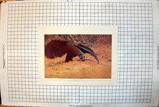 Antique old print for sale  UK