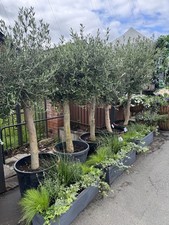 Beautiful olive trees for sale Beautiful olive trees for sale  ALDERLEY EDGE