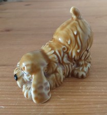 wade spaniel for sale wade spaniel for sale SOUTHPORT