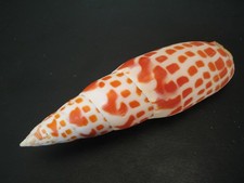 Monster...mitra mitra 131.8mm for sale  Lakeland