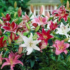Easy grow lilium for sale  Milwaukee