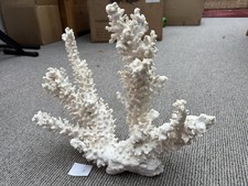 Natural coral skeleton for sale  GILLINGHAM