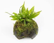 Java fern coconut for sale  MARKET RASEN