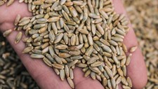 Winter rye seed for sale  Hopkins