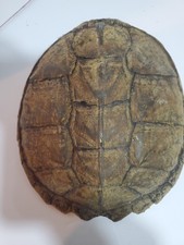 Real snapping turtle for sale  Kutztown