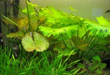 Tigerlotus grün nymphaea gebraucht kaufen  Stützengrün