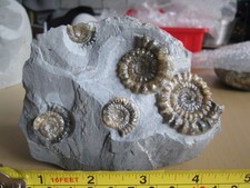 Multi echioceras ammonites for sale  CARDIFF