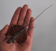 Curiosité taxidermie lezard d'occasion  Montpellier-