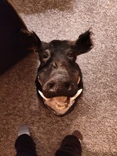 Wild hog boar for sale  Leslie