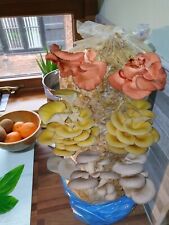 Mushroom grow kit for sale  WORCESTER