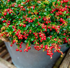 Lingonberry red candy for sale  Albany
