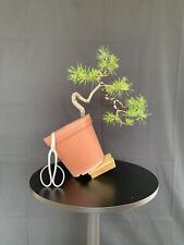 Pre bonsai pino usato  Anguillara Sabazia