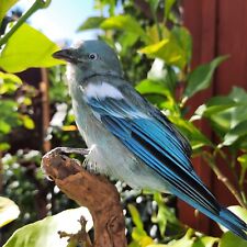 Blau grauer tanager gebraucht kaufen  Lampertheim