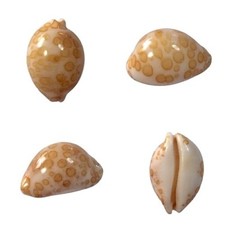 Cypraea mariae kwajalein usato  Roma