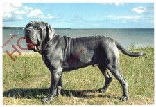 Picture postcard dog for sale  NEWCASTLE UPON TYNE