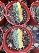 Crested cactus half for sale  Jurupa Valley