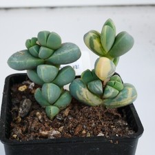 Corpuscularia lehmannii varieg for sale  BEXHILL-ON-SEA